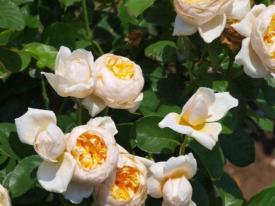 Takanashi Milk Rose Garden