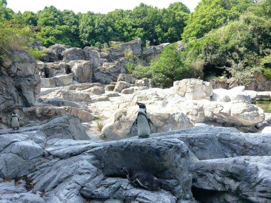 Yokohama Zoo "Zoorasia"